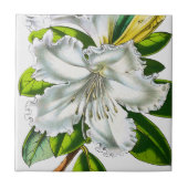  Rhododendron Botanisch Tegeltje (Voorkant)