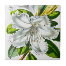  Rhododendron Botanisch