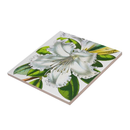  Rhododendron Botanisch Tegeltje (Zijkant)