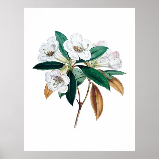 Rhododendron botanische print (Voorkant)