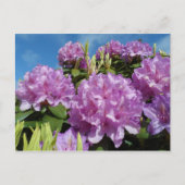 Rhododendron Briefkaart (Voorkant)