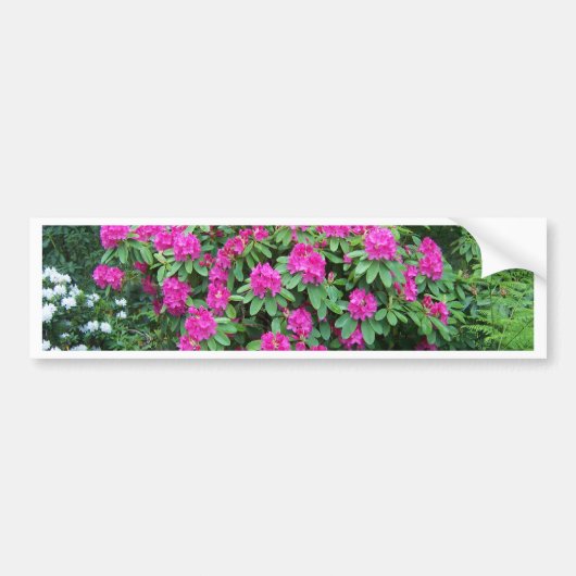 Rhododendron Bumpersticker (Voorkant)