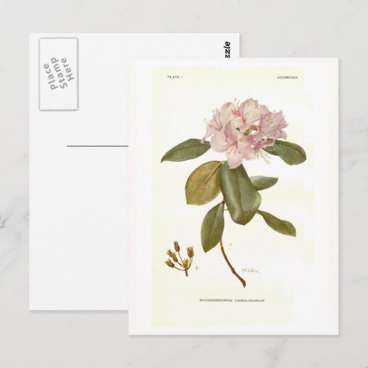 Rhododendron carolinianum briefkaart (Voorkant / Achterkant)