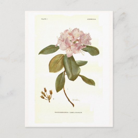 Rhododendron carolinianum briefkaart (Voorkant)