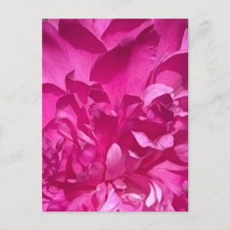 Rhododendron Close-up Bloem Plant Foto Briefkaart