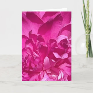 Rhododendron Close-up Bloem Plant Foto Kaart