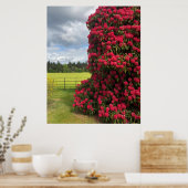 Rhododendron en Schilderachtig Uitzicht in Schotla Poster (Keuken)