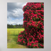 Rhododendron en Schilderachtig Uitzicht in Schotla Poster (Voorkant)