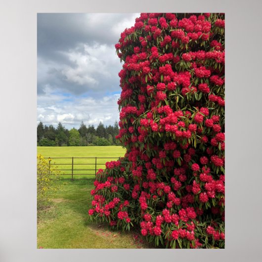 Rhododendron en Schilderachtig Uitzicht in Schotla Poster (Voorkant)