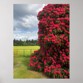 Rhododendron en Schilderachtig Uitzicht in Schotla Poster