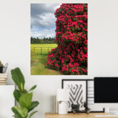 Rhododendron en Schilderachtig Uitzicht in Schotla Poster (Thuiskantoor)