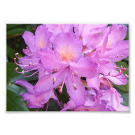 Rhododendron Flower Photo Print Foto Afdruk
