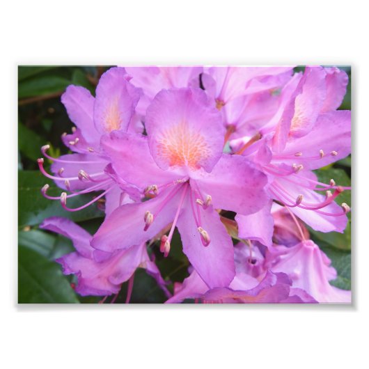 Rhododendron Flower Photo Print Foto Afdruk (Voorkant)
