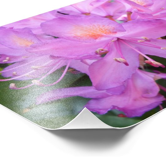 Rhododendron Flower Photo Print Foto Afdruk (Hoek)