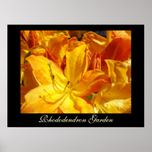 Rhododendron Flowers art prints Sisters Garden