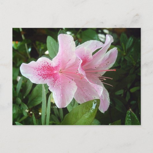 Rhododendron Flowers Briefkaart (Voorkant)