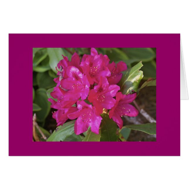 Rhododendron, fuscia (Voorkant Horizontaal)