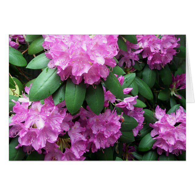 Rhododendron Garden (Voorkant Horizontaal)