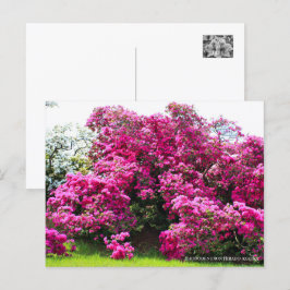 Rhododendron Hirado Azarea Briefkaart