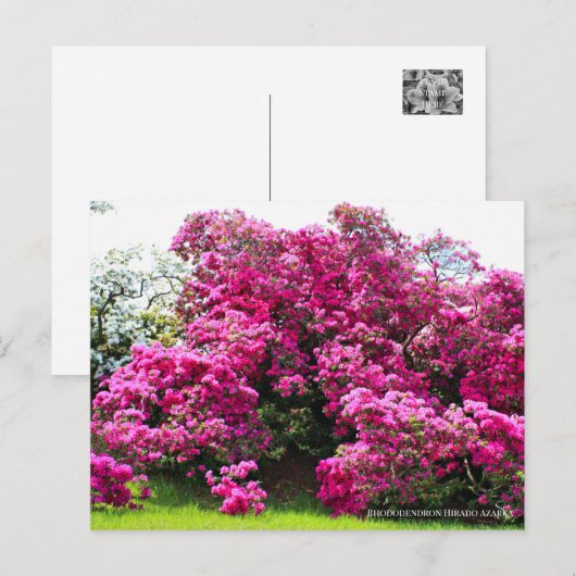 Rhododendron Hirado Azarea Briefkaart (Voorkant / Achterkant)