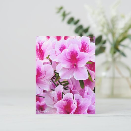 Rhododendron Hirado Azarea Briefkaart (Staand voorkant)