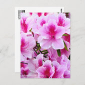 Rhododendron Hirado Azarea Briefkaart (Voorkant / Achterkant)