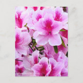 Rhododendron Hirado Azarea Briefkaart (Voorkant)