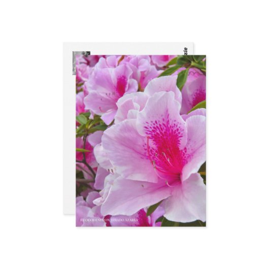 Rhododendron Hirado Azarea Briefkaart (Voorkant / Achterkant in situ)