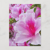 Rhododendron Hirado Azarea Briefkaart (Voorkant)