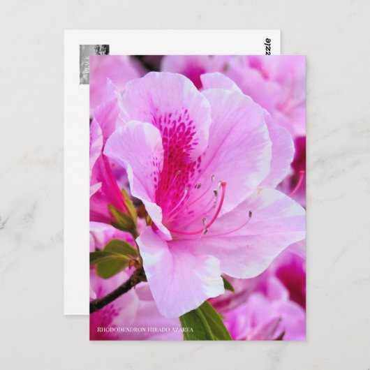 Rhododendron Hirado Azarea Briefkaart (Voorkant / Achterkant)