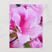 Rhododendron Hirado Azarea Briefkaart (Voorkant)