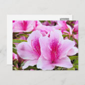 Rhododendron Hirado Azarea Briefkaart (Voorkant / Achterkant)