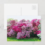 Rhododendron: Hirado-Tsutsuji [Briefkaart] Briefkaart (Voorkant / Achterkant)