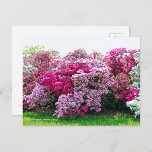Rhododendron: Hirado-Tsutsuji [Briefkaart] Briefkaart (Voorkant / Achterkant)