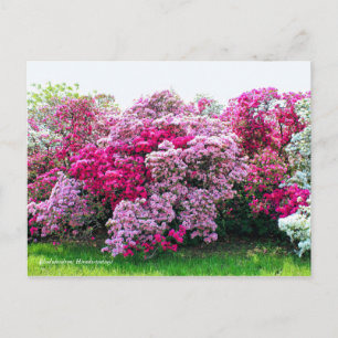 Rhododendron: Hirado-Tsutsuji [Briefkaart] Briefkaart