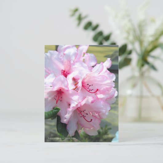 Rhododendron "Hydon Down" (Briefkaart) Briefkaart (Staand voorkant)