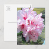 Rhododendron "Hydon Down" (Briefkaart) Briefkaart (Voorkant / Achterkant)