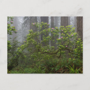 Rhododendron in Redwood National Park California Briefkaart