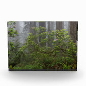 Rhododendron in Redwood National Park California Fotoblokken (Voorkant)