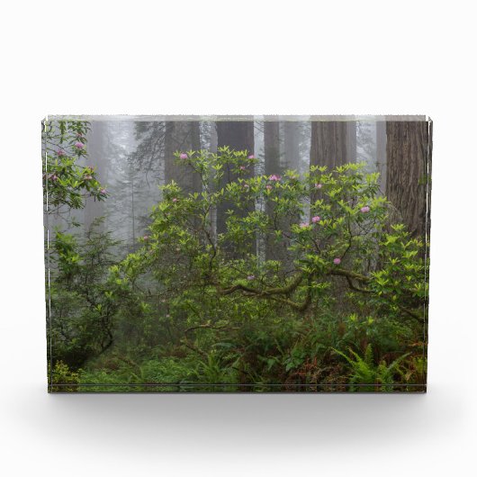 Rhododendron in Redwood National Park California Fotoblokken (Voorkant)