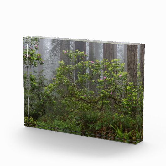 Rhododendron in Redwood National Park California Fotoblokken (Rechts)