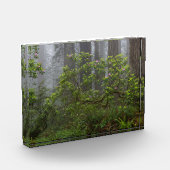 Rhododendron in Redwood National Park California Fotoblokken (Links)