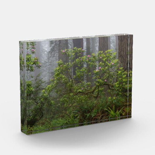 Rhododendron in Redwood National Park California Fotoblokken (Links)