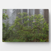 Rhododendron in Redwood National Park California Fotoplaat (voorkant)