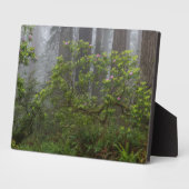 Rhododendron in Redwood National Park California Fotoplaat (Zijkant)