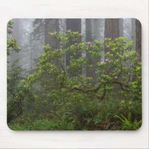 Rhododendron in Redwood National Park Californië Muismat