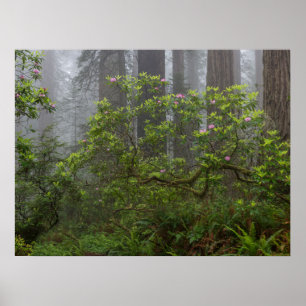 Rhododendron in Redwood National Park Californië Poster