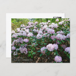 Rhododendron "Joyful Day" Briefkaart