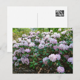 Rhododendron "Joyful Day" Briefkaart