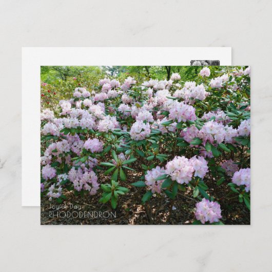 Rhododendron "Joyful Day" Briefkaart (Voorkant / Achterkant)